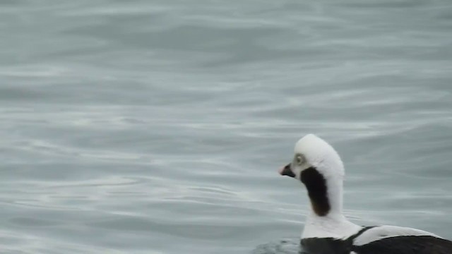 Long-tailed Duck - ML313832291