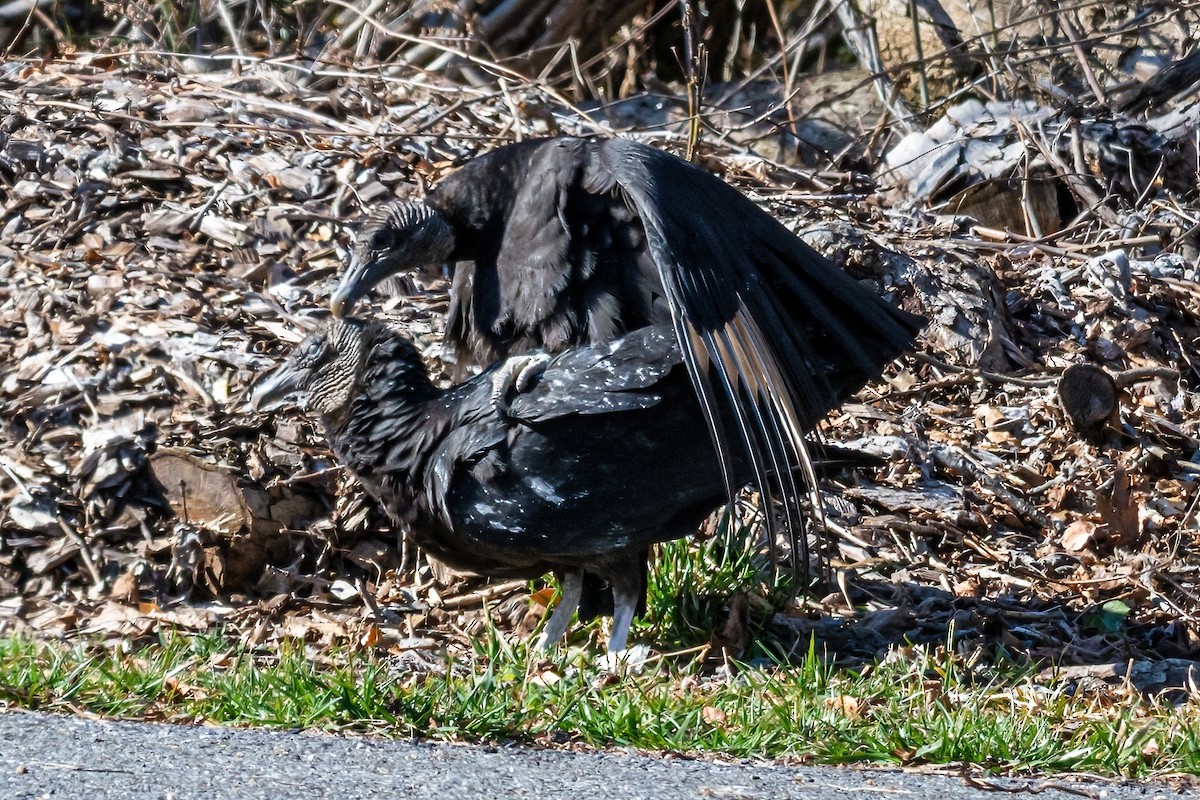 Black Vulture - ML313833461