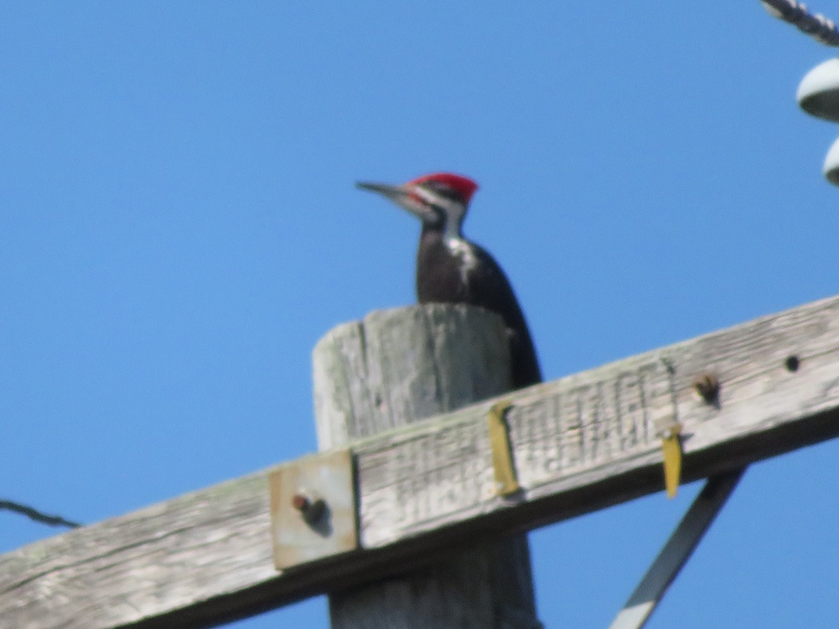 Pileated Woodpecker - Richard Ackley