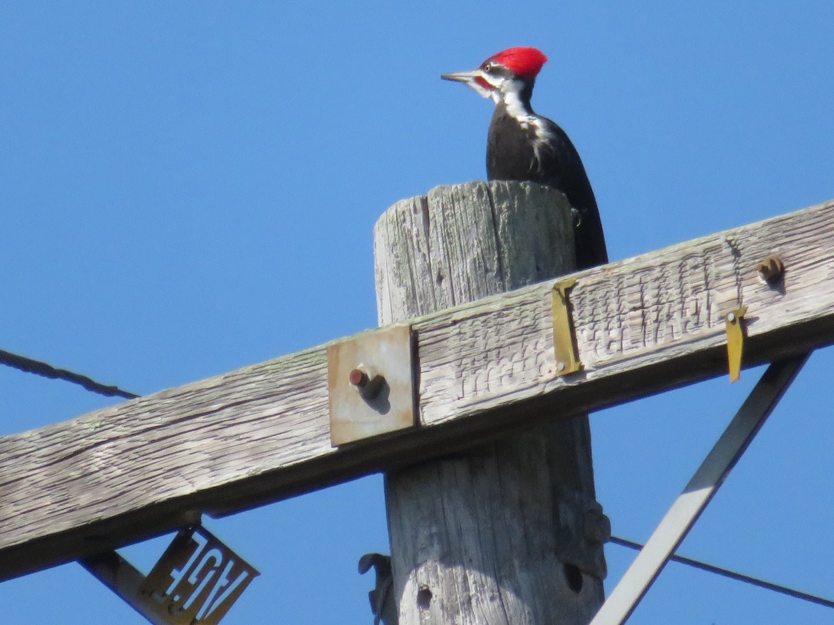 Pileated Woodpecker - ML313838621