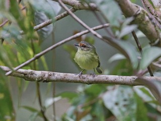 Cinnamon-faced Tyrannulet - Phylloscartes parkeri - Birds of the World