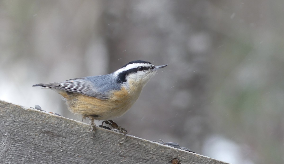 Red-breasted Nuthatch - ML313842341