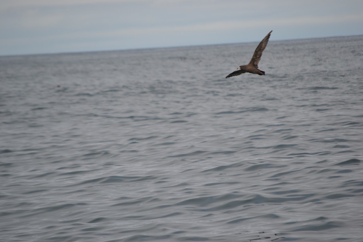 Flesh-footed Shearwater - ML313842551