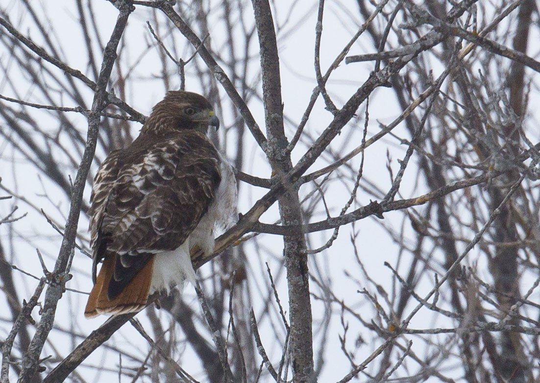 Red-tailed Hawk - ML313846291
