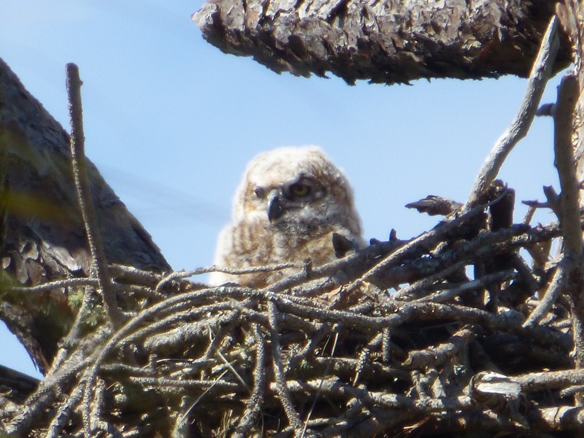 Great Horned Owl - ML313846371