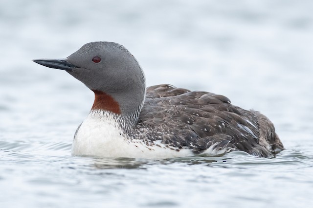 Red-throated Loon ML313848351