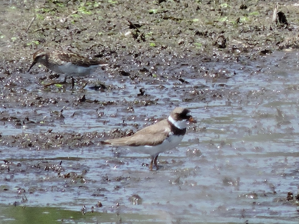 Semipalmated Plover - Scott Gibson