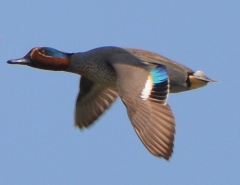 Green-winged Teal - ML313854891