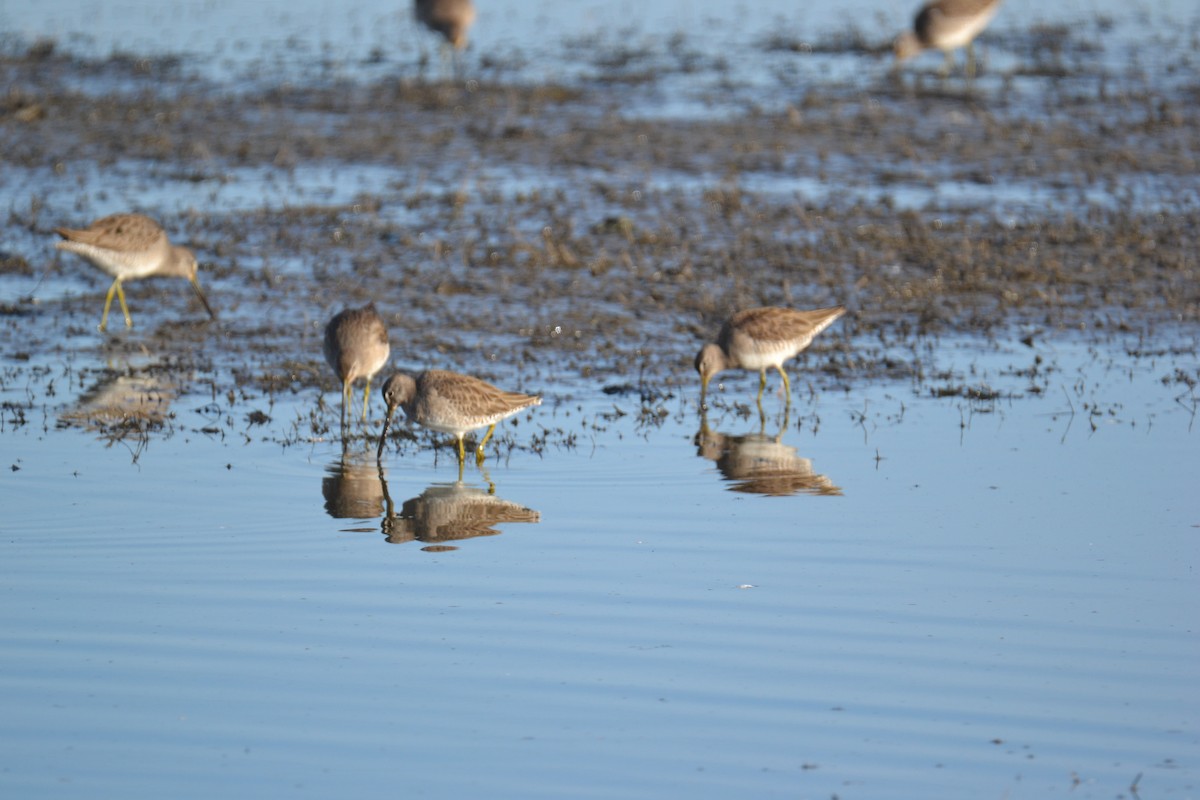 Long-billed Dowitcher - ML313855191