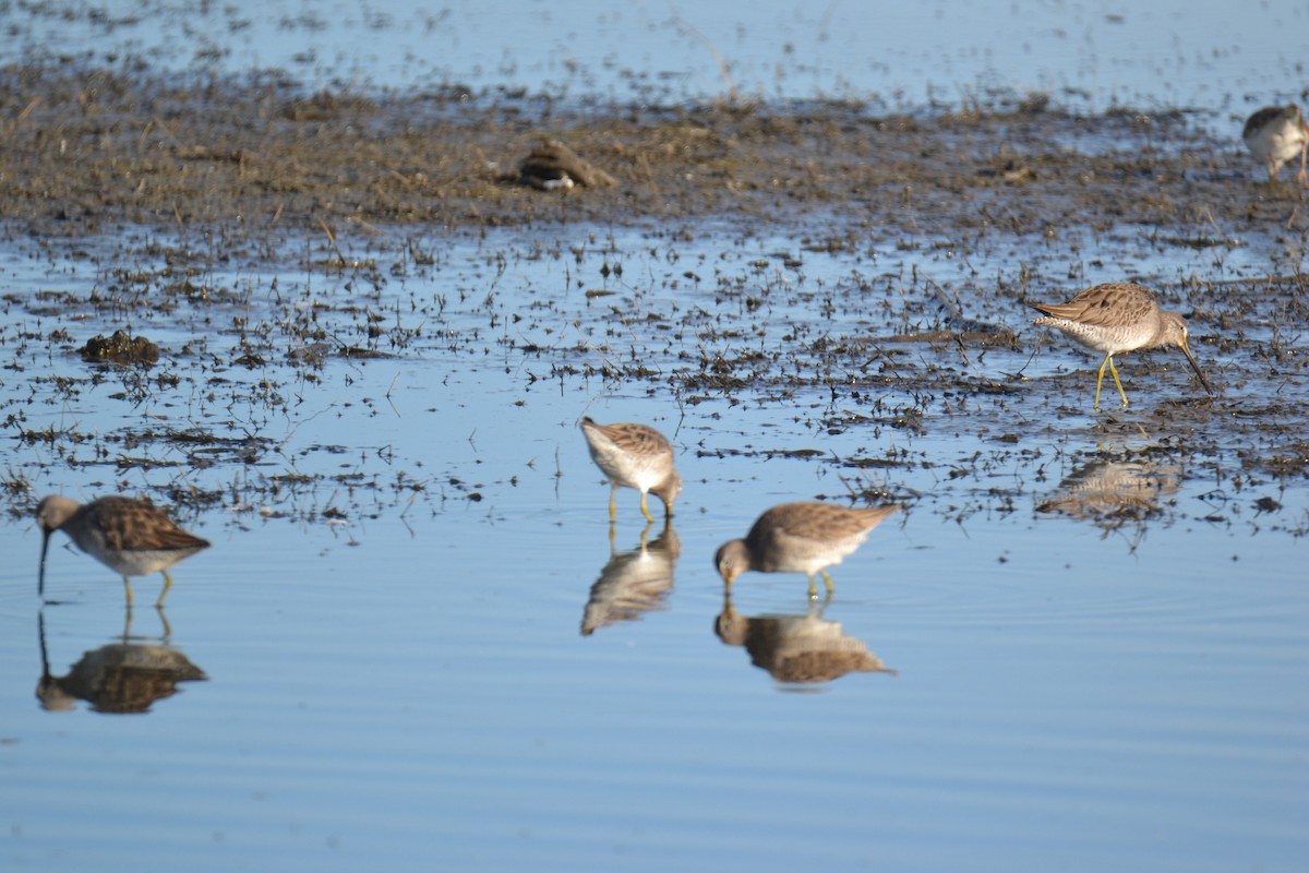 Long-billed Dowitcher - ML313855351
