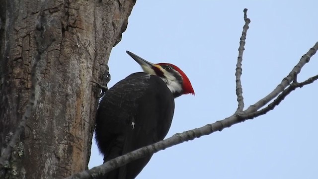 Pileated Woodpecker - ML313857971