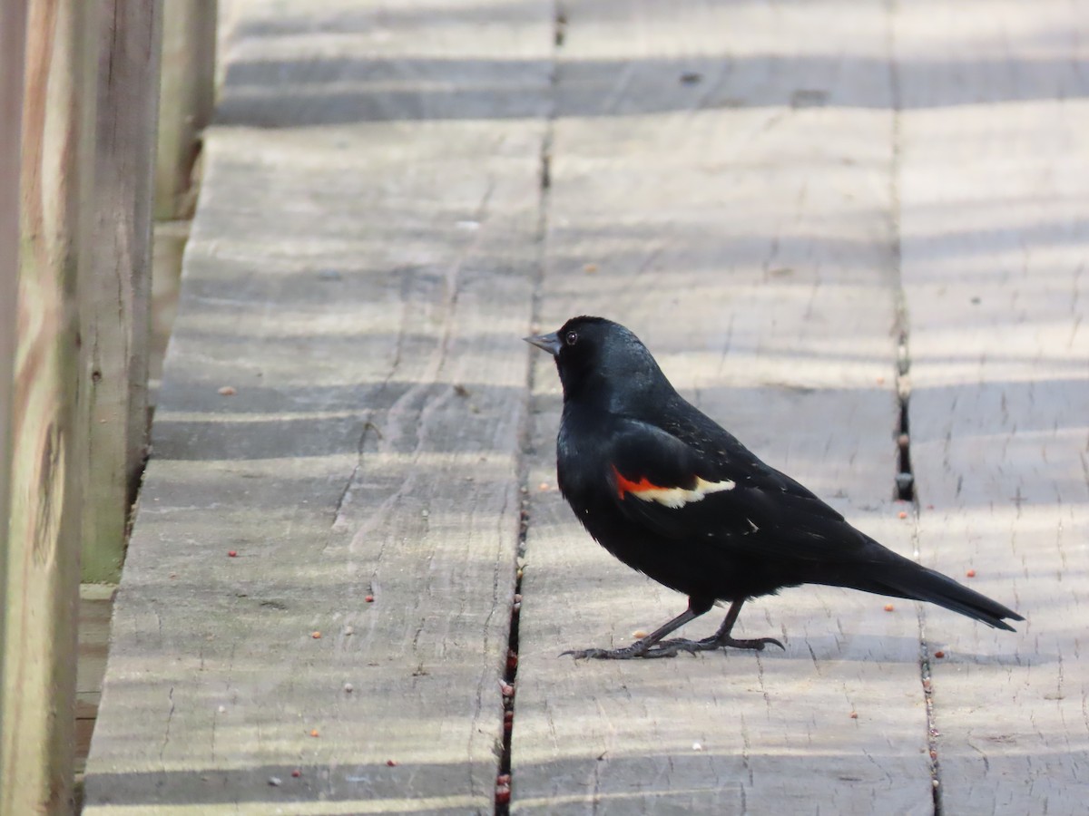 Red-winged Blackbird - Aaron Flynn