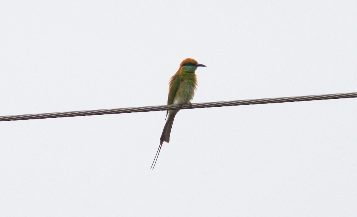Asian Green Bee-eater - Tom Beeke
