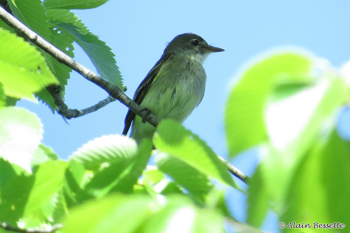 Willow Flycatcher - Anonymous