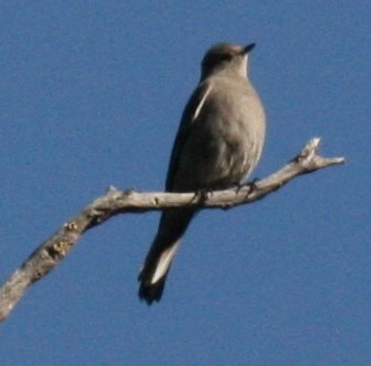 Townsend's Solitaire - ML313864011