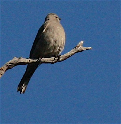 Townsend's Solitaire - ML313864051