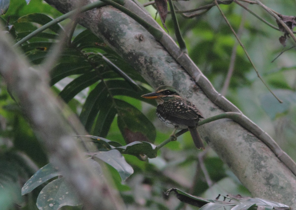 Spotted Kingfisher - ML313864781