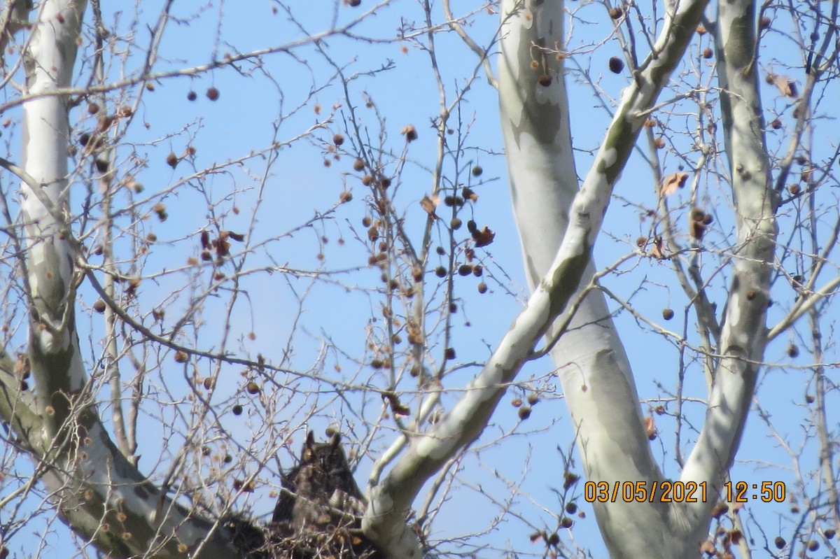Great Horned Owl - ML313865581