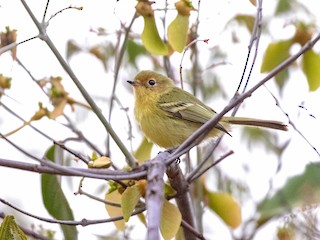  - Minas Gerais Tyrannulet