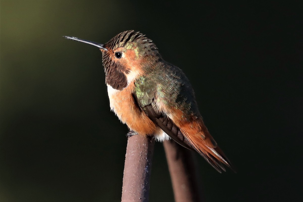 Allen's Hummingbird - Don Munson