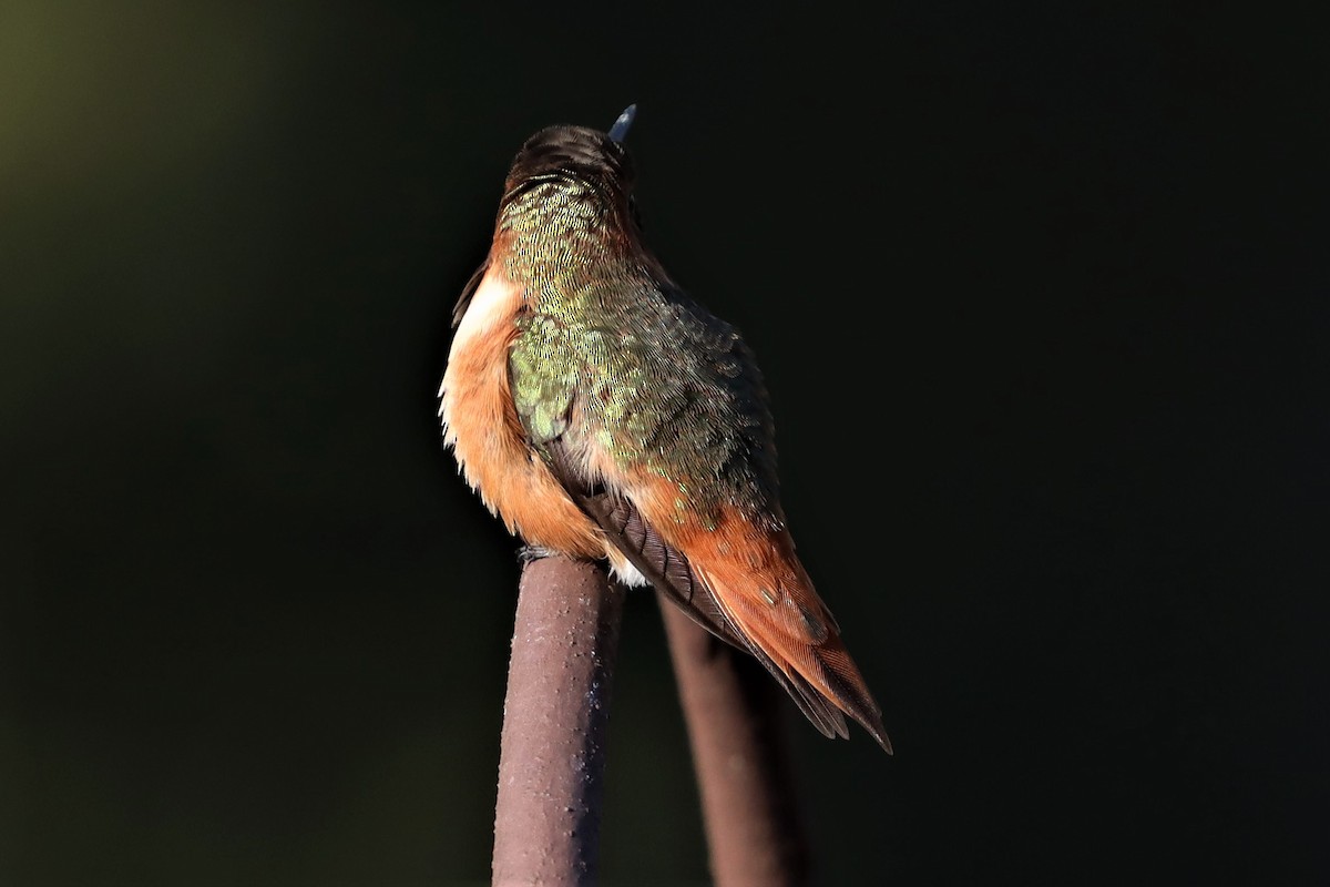 Allen's Hummingbird - ML313868771