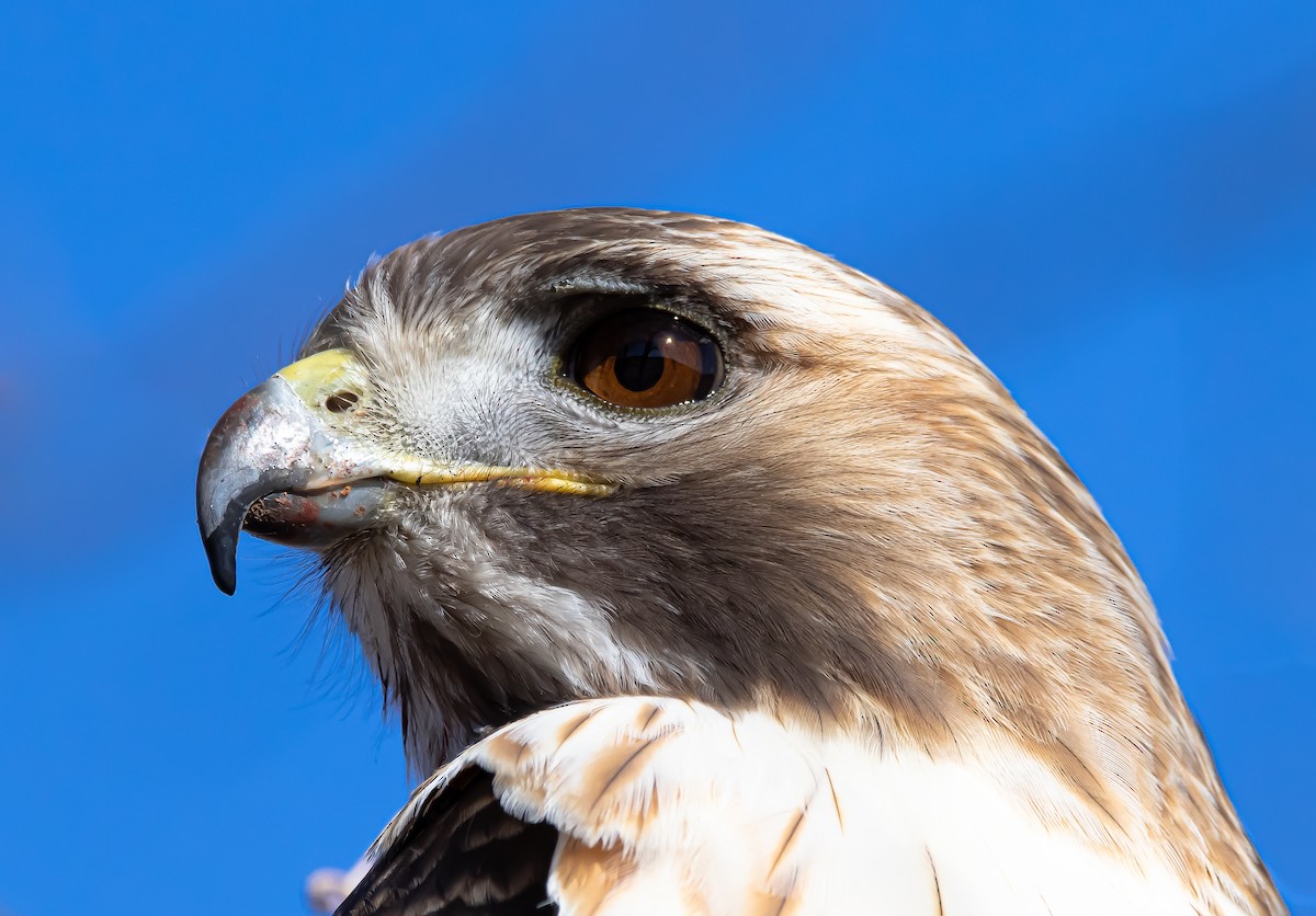 Red-tailed Hawk - ML313870121