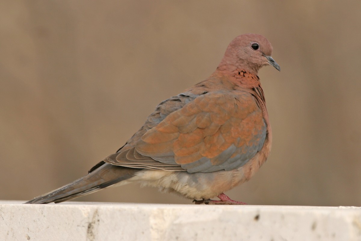Laughing Dove - ML313871251