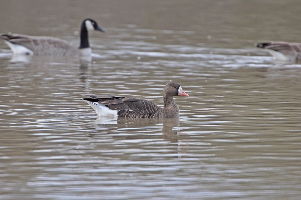 Greater White-fronted Goose - ML313874801
