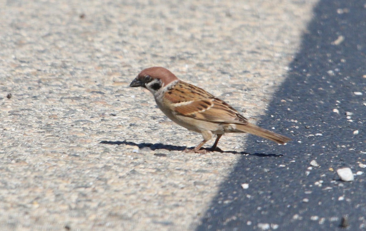 Eurasian Tree Sparrow - ML313876171
