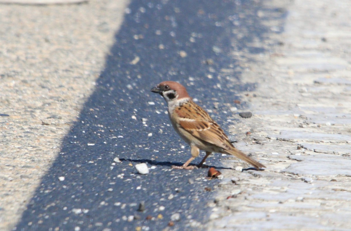Eurasian Tree Sparrow - ML313876201
