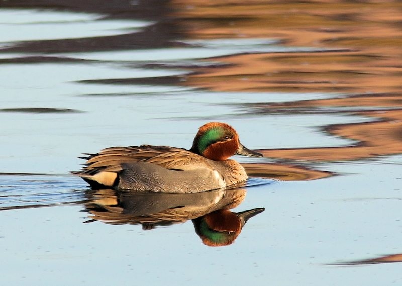 Green-winged Teal - ML313879651