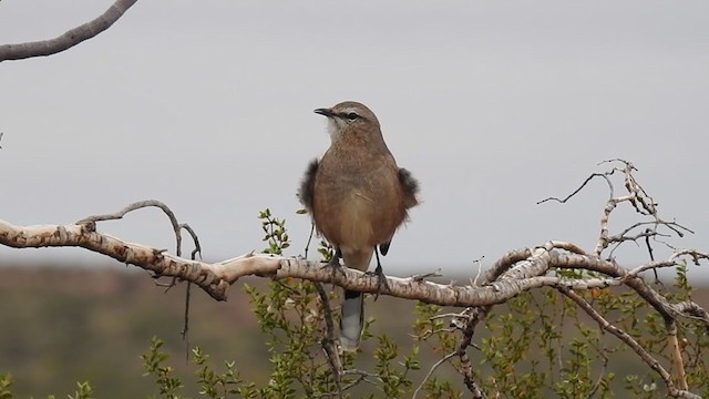 Patagonian Mockingbird - ML313879981