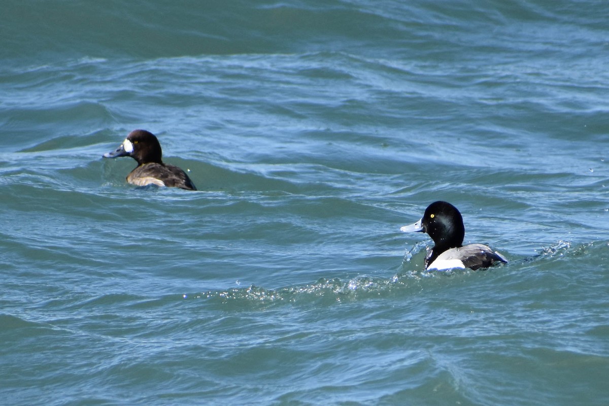 Greater Scaup - ML313880081