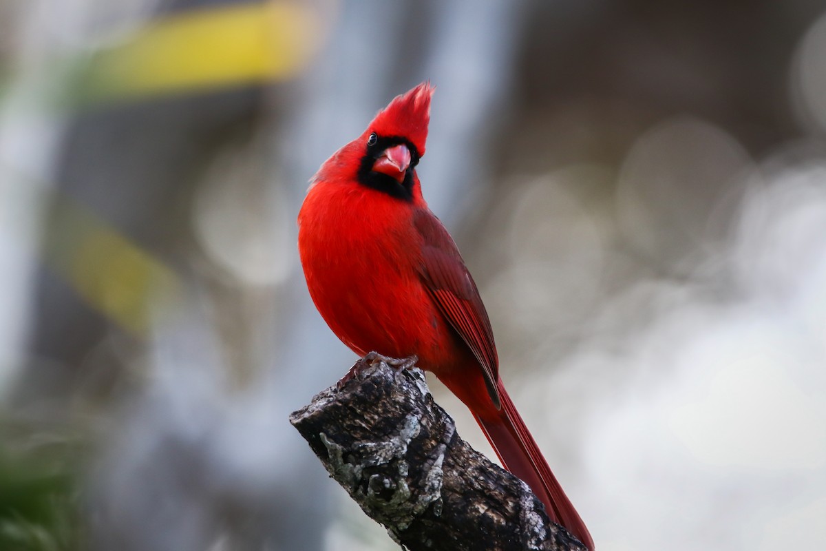Cardinal rouge - ML313880091