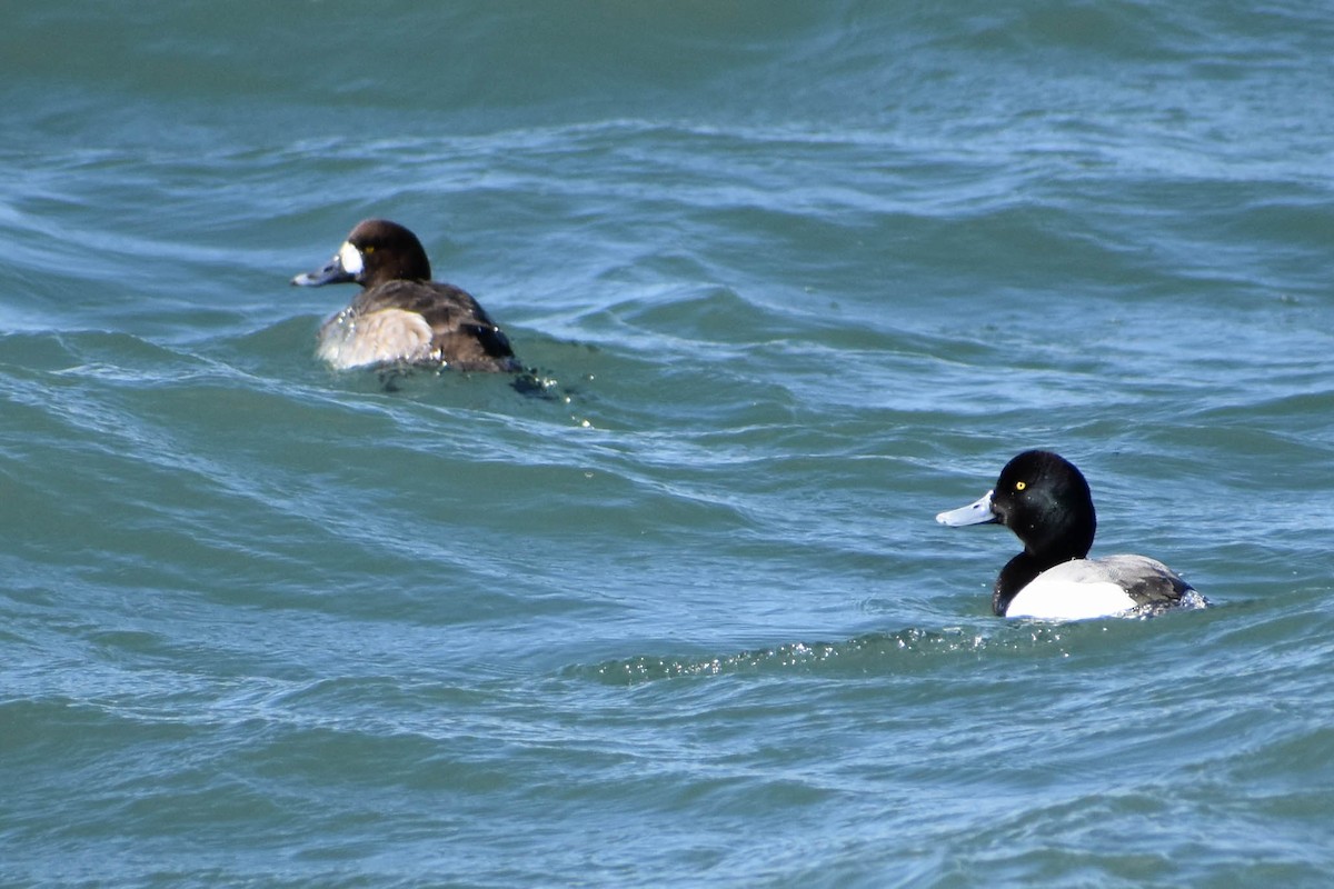 Greater Scaup - ML313880131