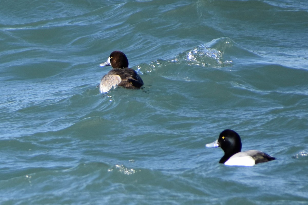 Greater Scaup - ML313880171
