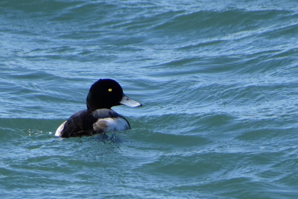Greater Scaup - ML313880201
