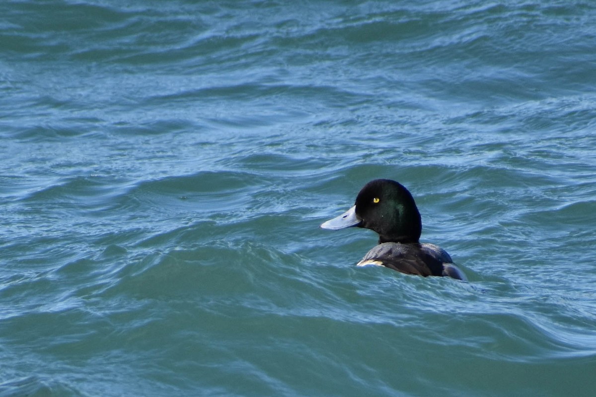 Greater Scaup - ML313880241