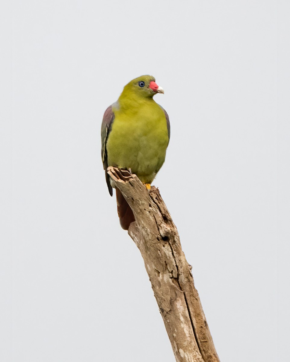 African Green-Pigeon - ML313880901