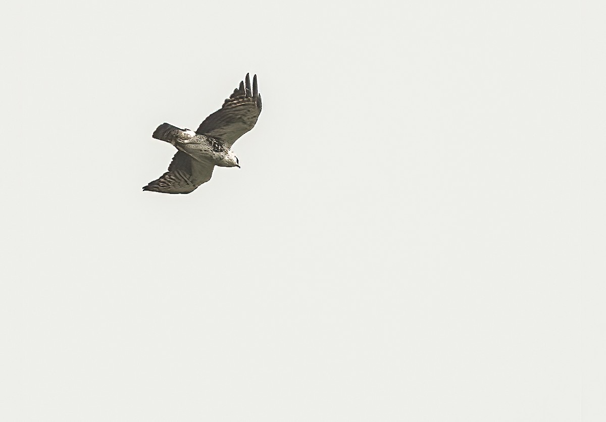 Ayres's Hawk-Eagle - John Sterling