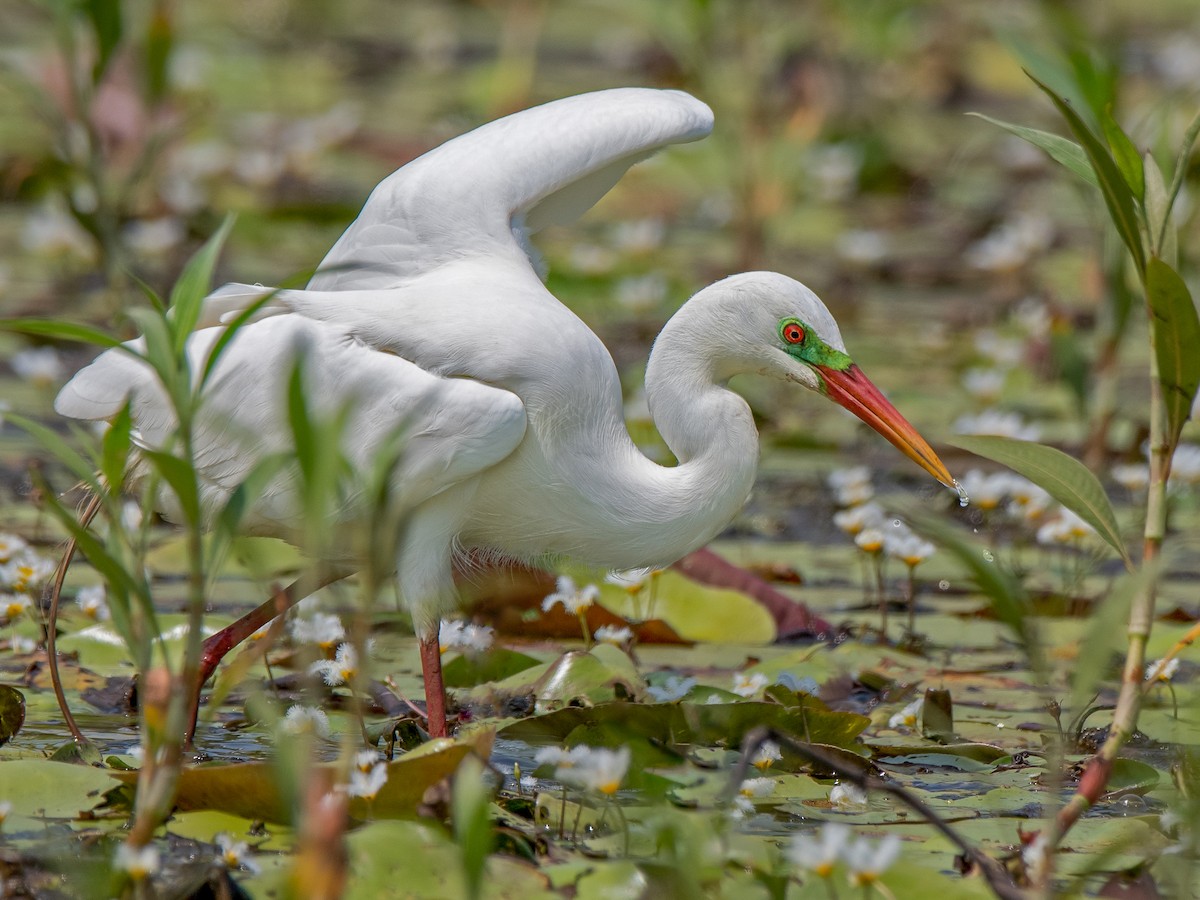 Intermediate Egret
