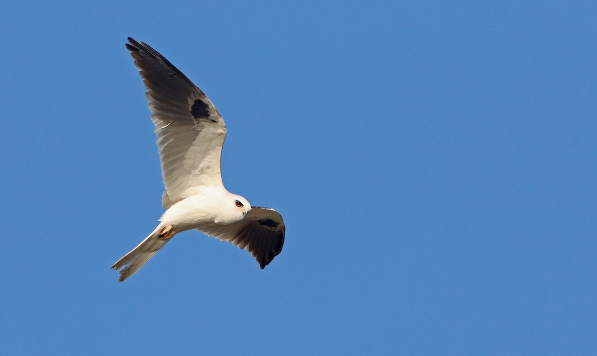 White-tailed Kite - ML313887881