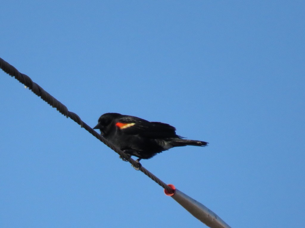 Red-winged Blackbird - Bart Williams