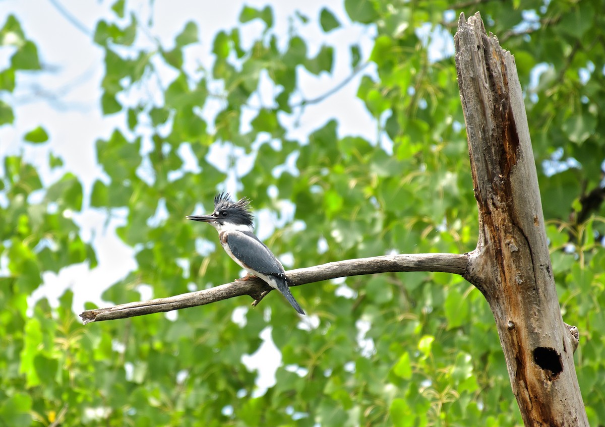 Belted Kingfisher - Simon Boivin