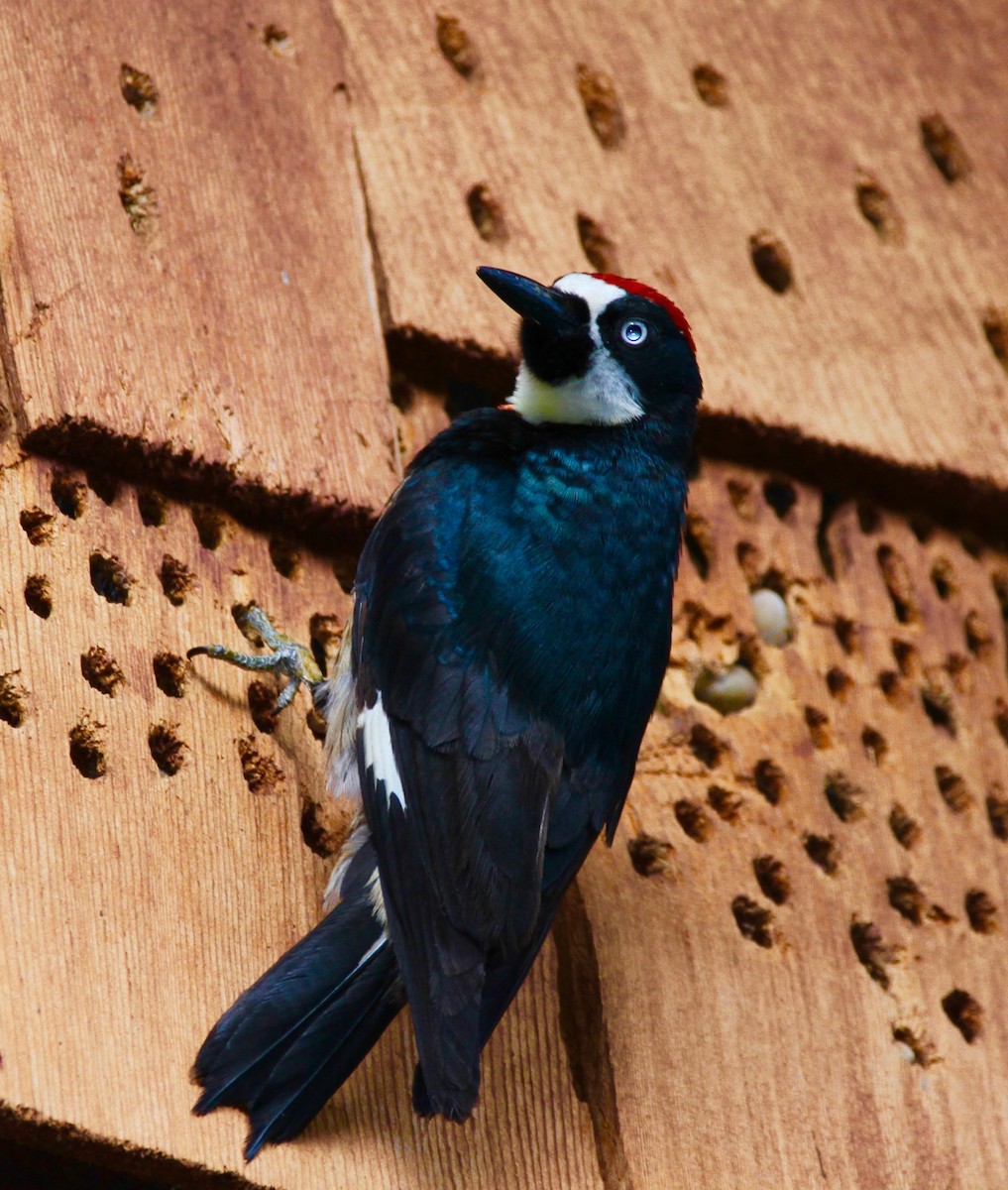 Acorn Woodpecker - ML31389651