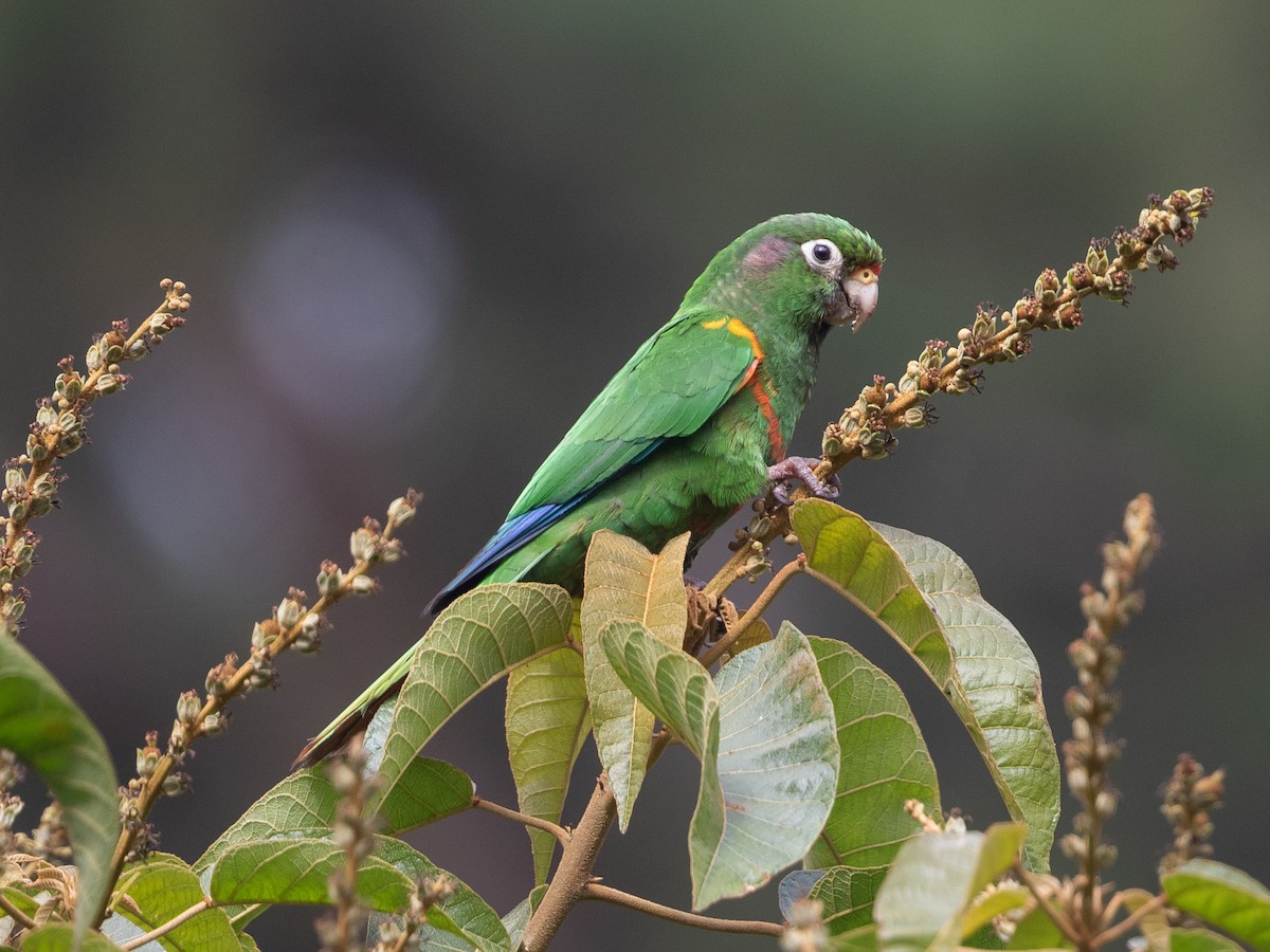 ミドリアカオウロコインコ Ebird