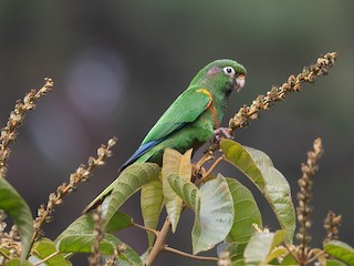  - Santa Marta Parakeet