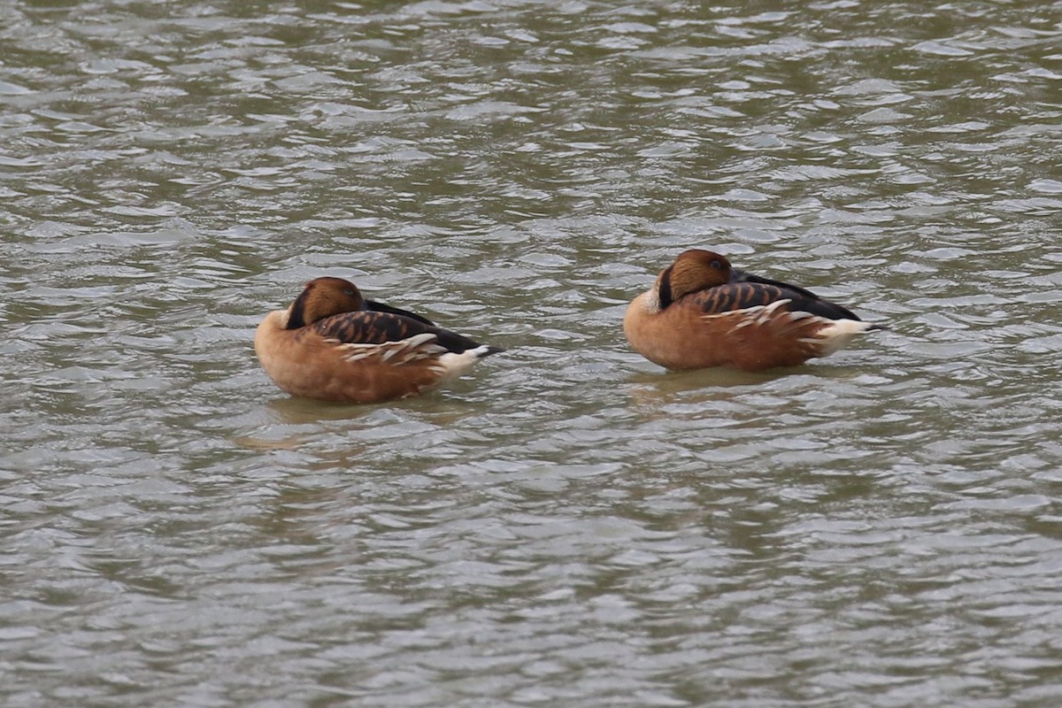 Fulvous Whistling-Duck - ML313900511