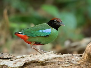  - Western Hooded Pitta (Chestnut-crowned)