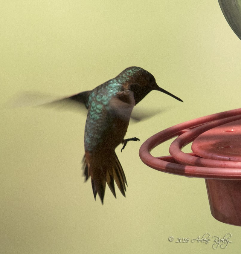 Allen's Hummingbird - Arlene Ripley